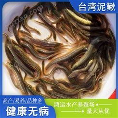 泥鳅鱼苗台 湾黄金泥鳅幼苗活体泥鳅水花苗大量批发